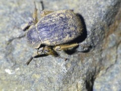 Entomochilus
