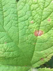 Xenodidymella applanata