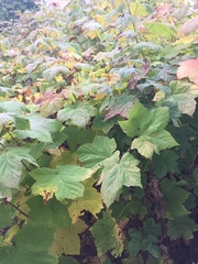 Xenodidymella applanata