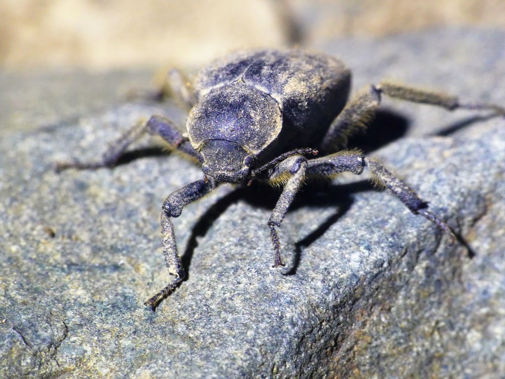 Entomochilus hirtipes
