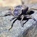 Entomochilus hirtipes - Photo (c) “Juan de los Zorros”, some rights reserved (CC BY-NC), uploaded by “Juan de los Zorros”