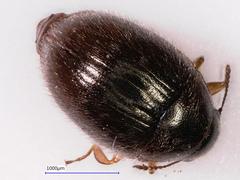 Simplocaria