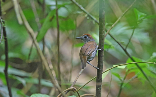 Sooty Antbird (Hafferia fortis), photo 4