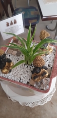Chlorophytum laxum