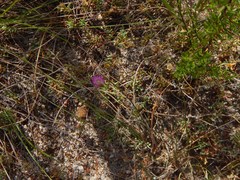 Lampranthus debilis