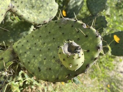 Opuntia caboensis