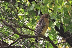 Buteo lineatus