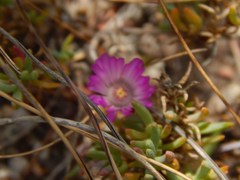 Lampranthus debilis