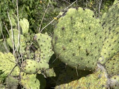 Opuntia caboensis
