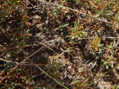 Lampranthus debilis