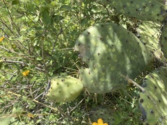 Opuntia caboensis