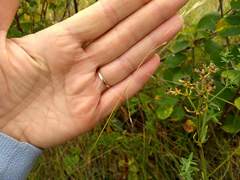 Piptatheropsis canadensis