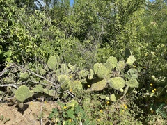 Opuntia caboensis