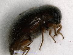 Simplocaria