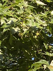 Liquidambar styraciflua