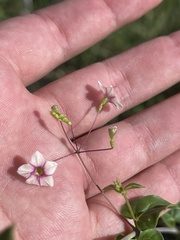 Commicarpus brandegeei