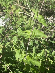 Commicarpus brandegeei