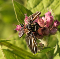 Trichopoda lanipes