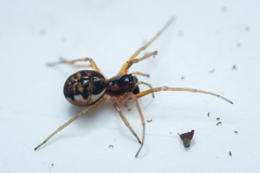 Pachygnatha listeri