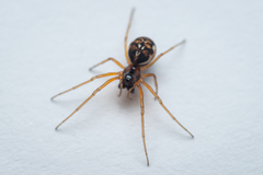 Pachygnatha listeri