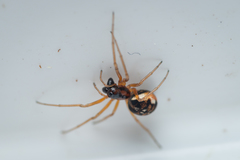 Pachygnatha listeri