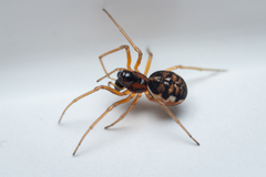 Pachygnatha listeri