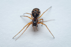 Pachygnatha listeri