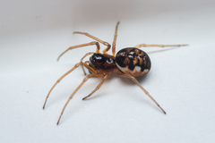 Pachygnatha listeri