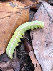 Eucarta virgo