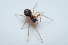Pachygnatha listeri