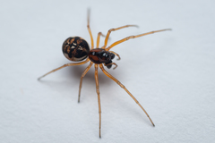 Pachygnatha listeri