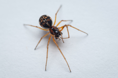 Pachygnatha listeri