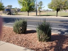 Hesperaloe parviflora