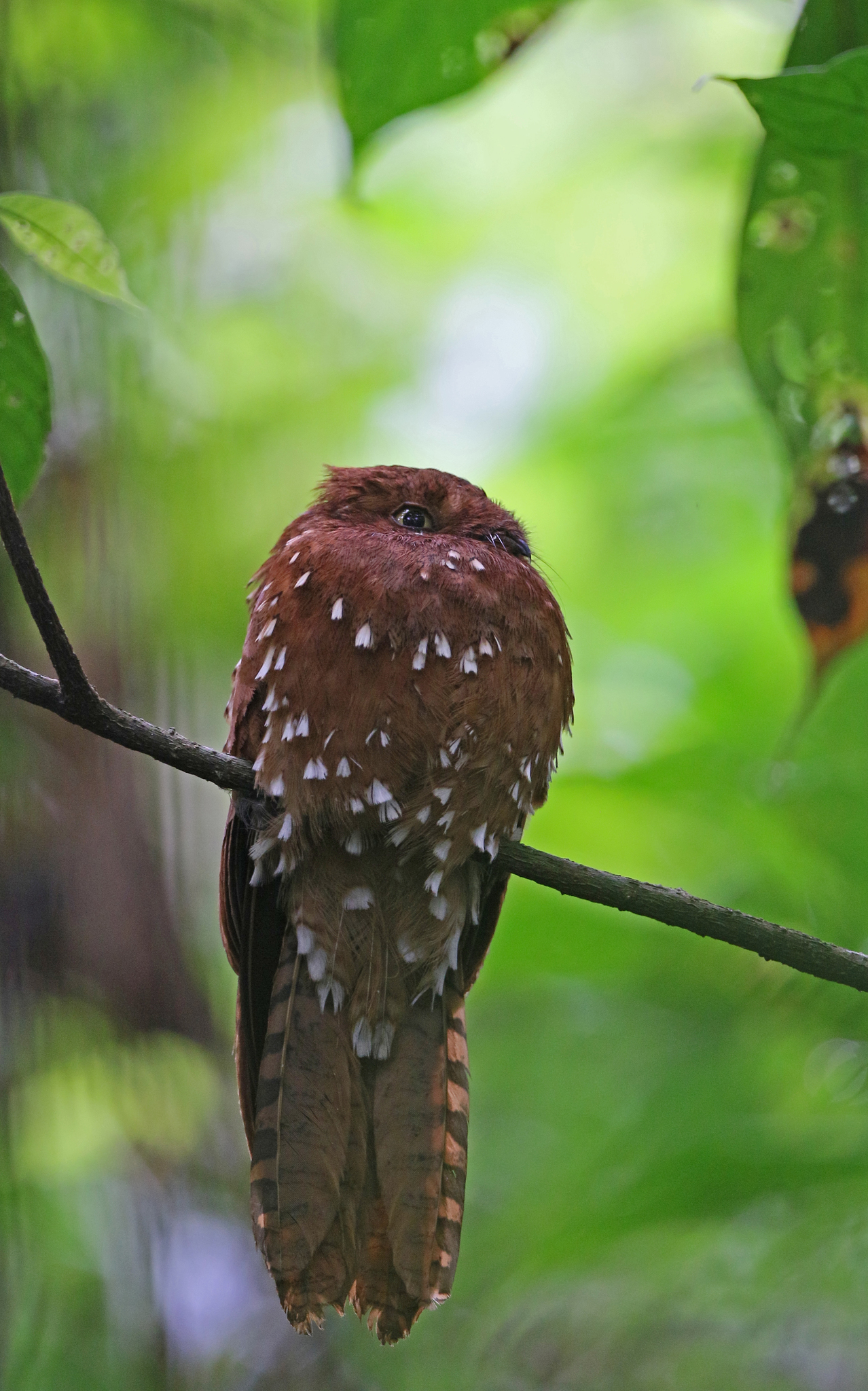 Rufous Potoo (Phyllaemulor bracteatus), photo 6