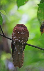 Rufous Potoo photo 3