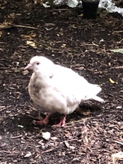 Columba livia domestica