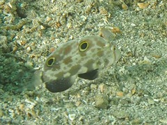 Signigobius biocellatus