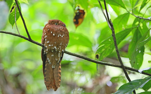 Rufous Potoo (Phyllaemulor bracteatus), photo 4