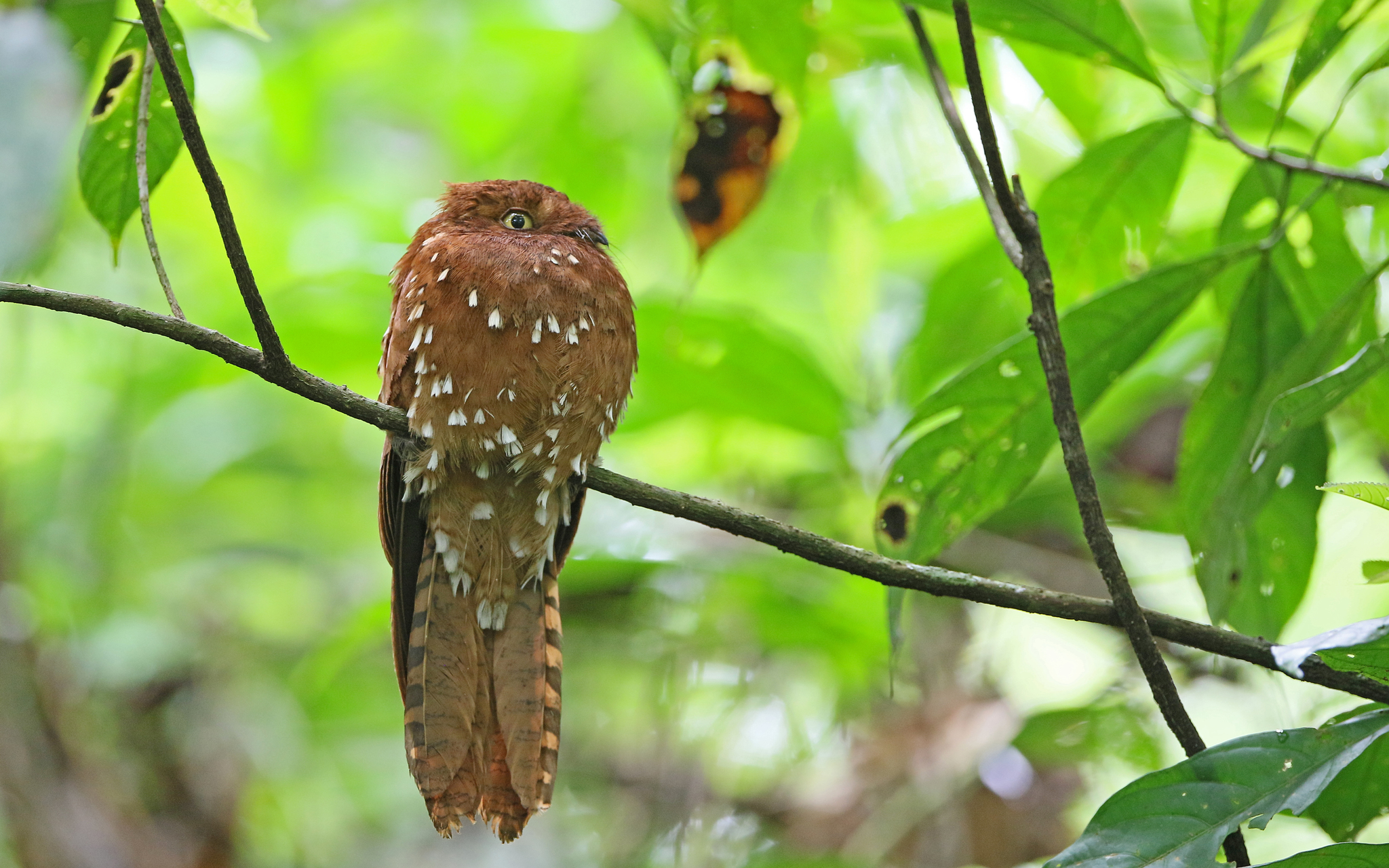 Rufous Potoo (Phyllaemulor bracteatus), photo 7