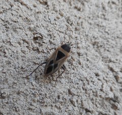 Xanthochilus