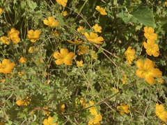 Kallstroemia peninsularis