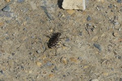 Cicindela repanda repanda