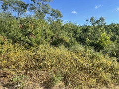 Kallstroemia peninsularis