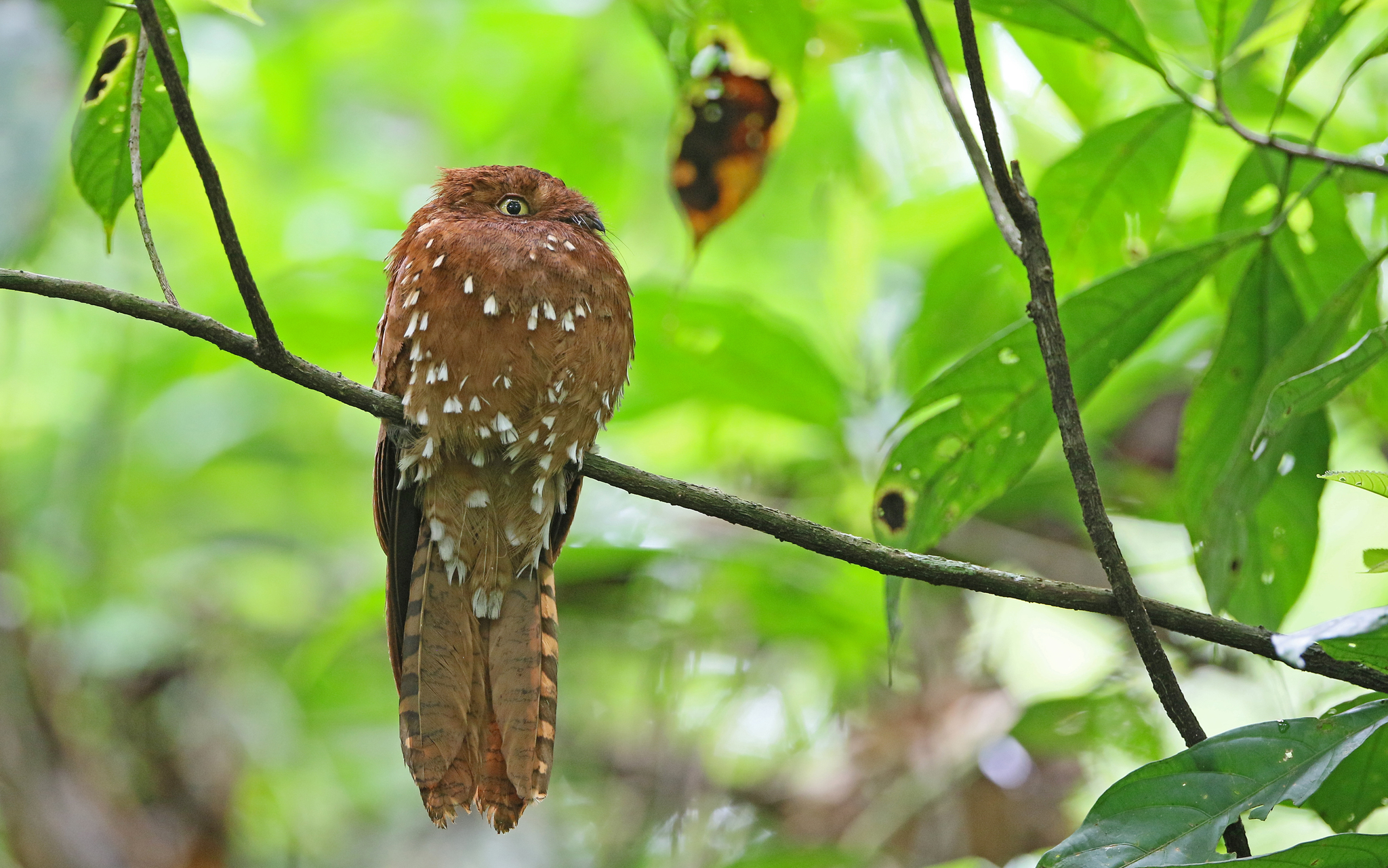 Rufous Potoo (Phyllaemulor bracteatus), photo 8