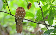Rufous Potoo photo 2