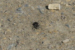 Cicindela repanda repanda