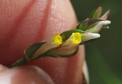 Limonium solanderi