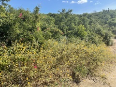 Kallstroemia peninsularis