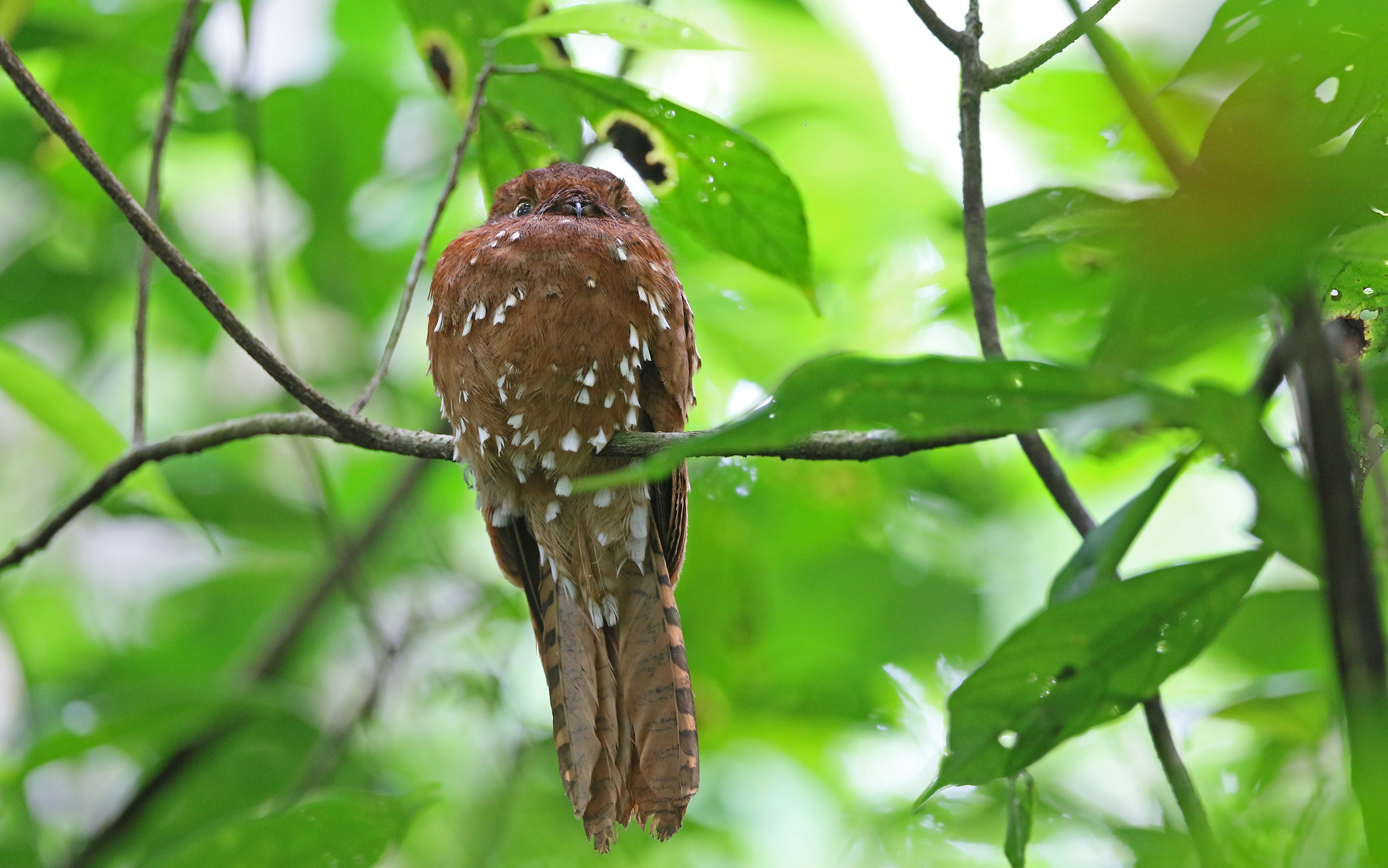 Rufous Potoo (Phyllaemulor bracteatus), photo 9