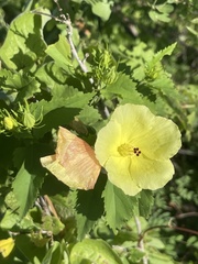 Hibiscus ribifolius